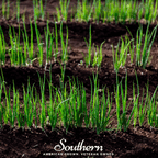 Evergreen Bunching Onion – 200 Seeds