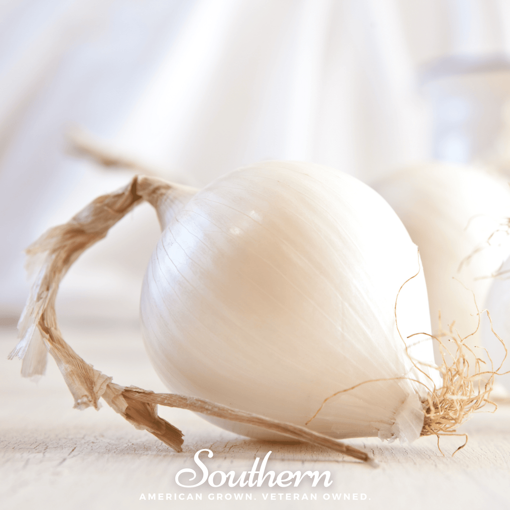 Spanish White Sweet Onion – 200 Seeds