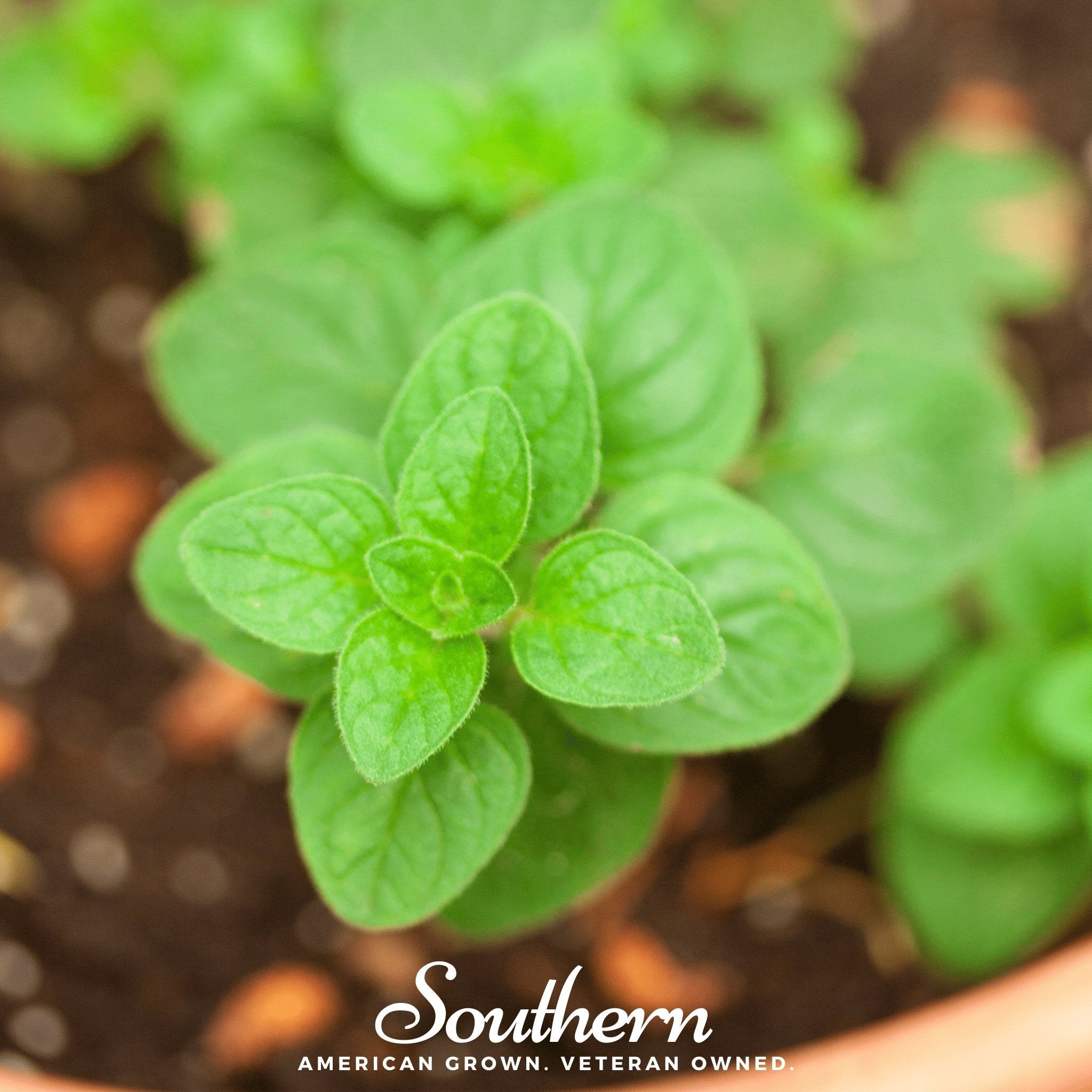Greek Oregano – 500 Seeds