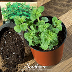Greek Oregano – 500 Seeds