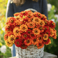 Oriole Zinnia – 50 Seeds