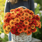 Oriole Zinnia – 50 Seeds