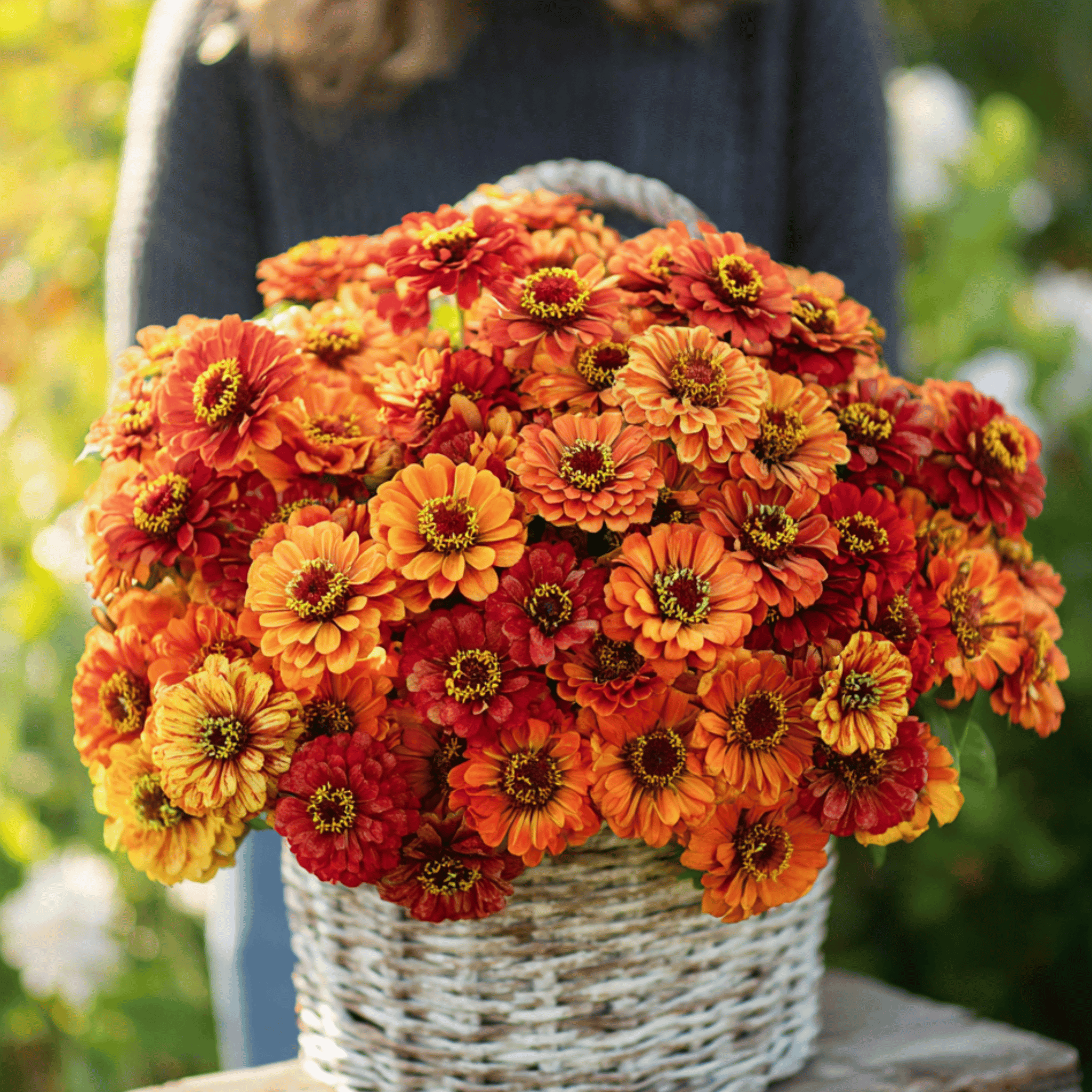 Oriole Zinnia – 50 Seeds