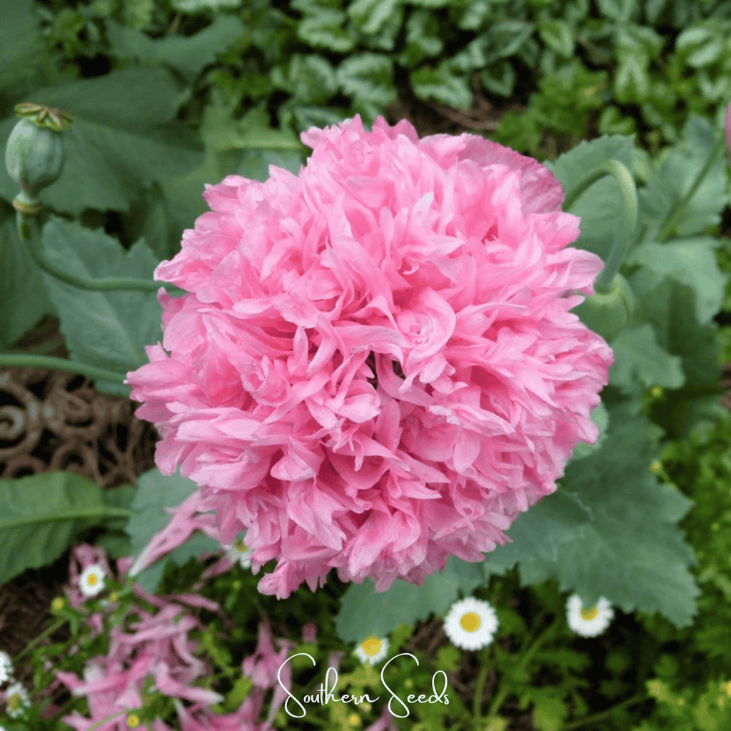 Pale Rose Peony Poppy – 100 Seeds