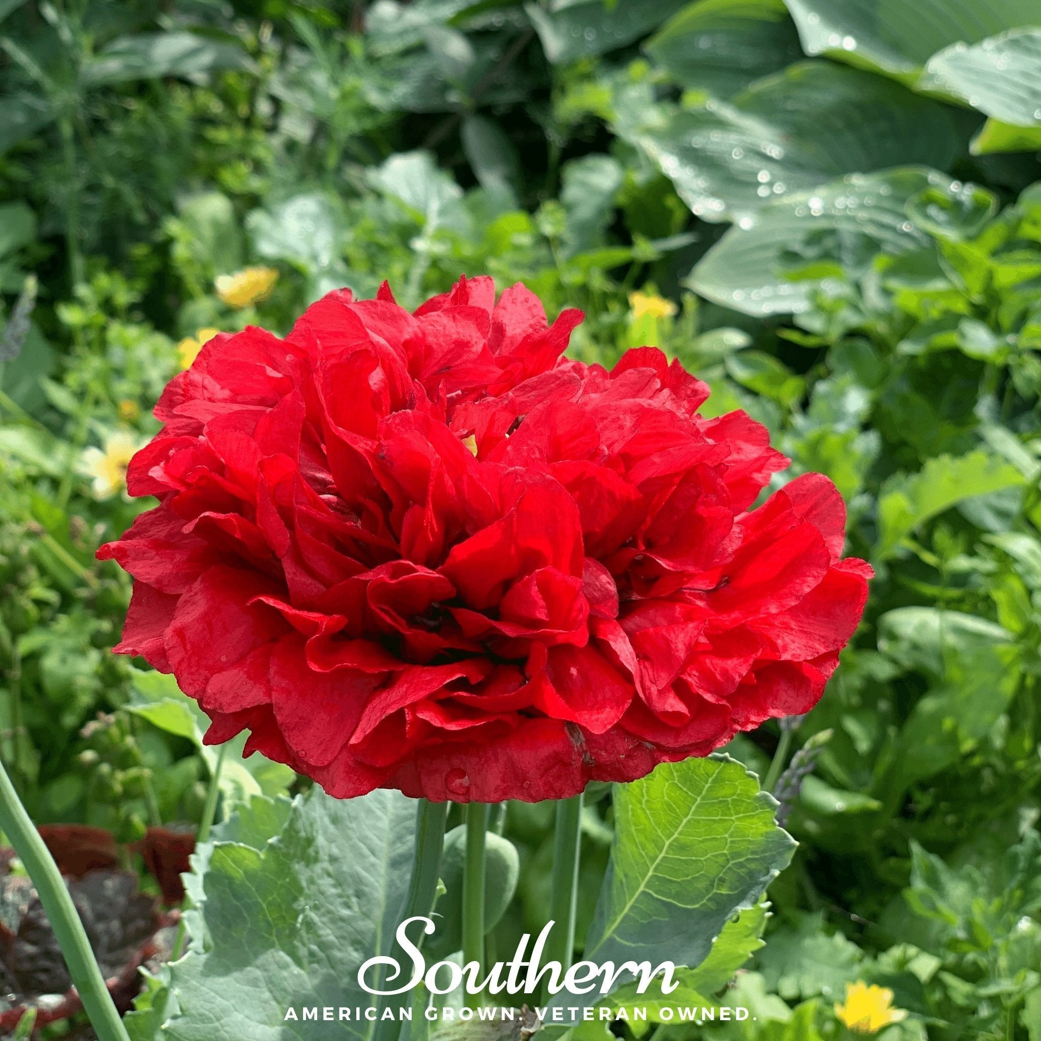 Red Peony Poppy – 100 Seeds