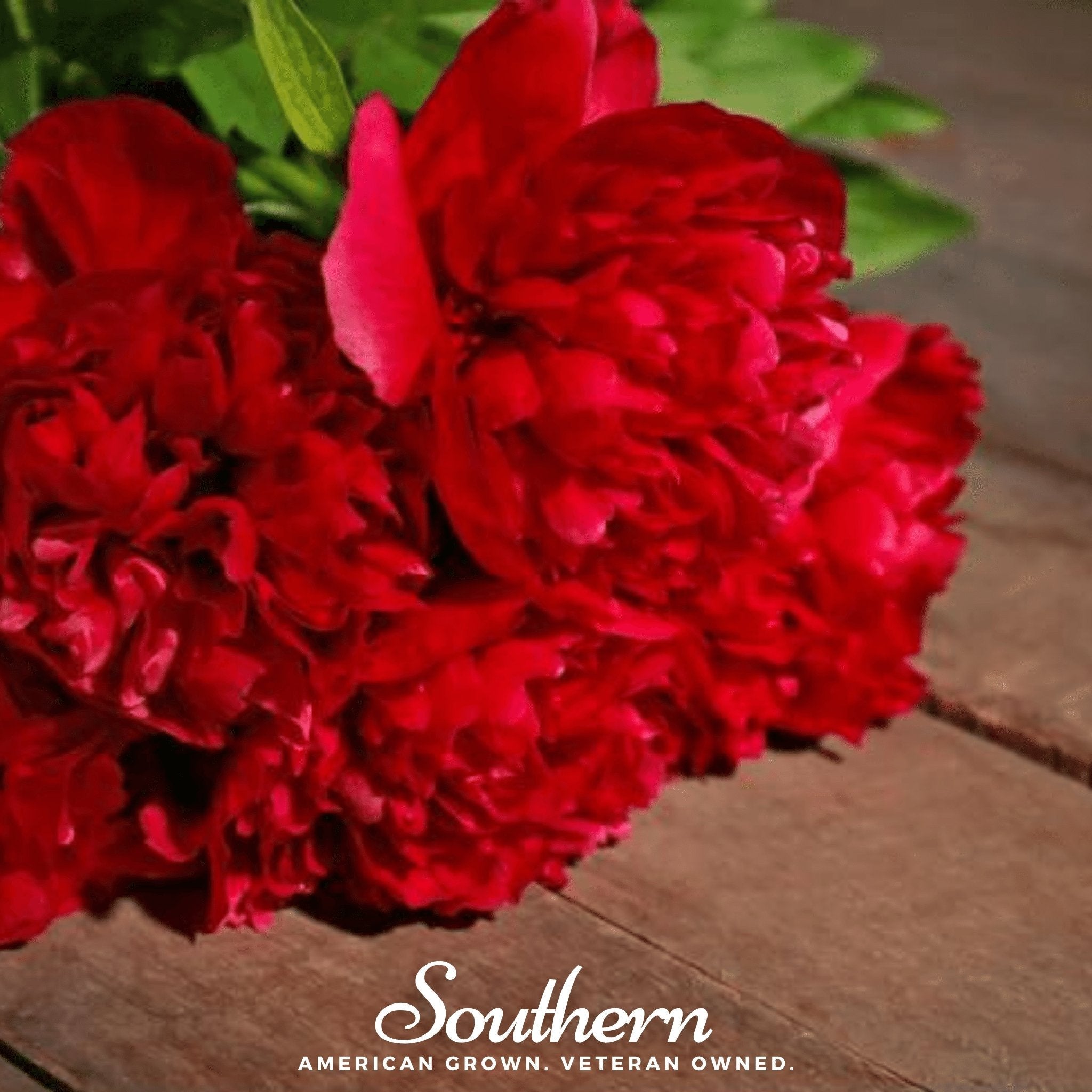 Red Peony Poppy – 100 Seeds