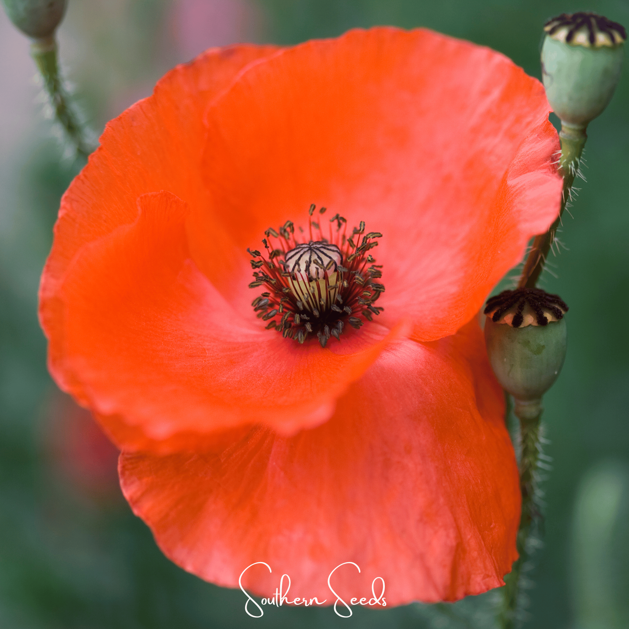American Legion Poppy – 100 Seeds