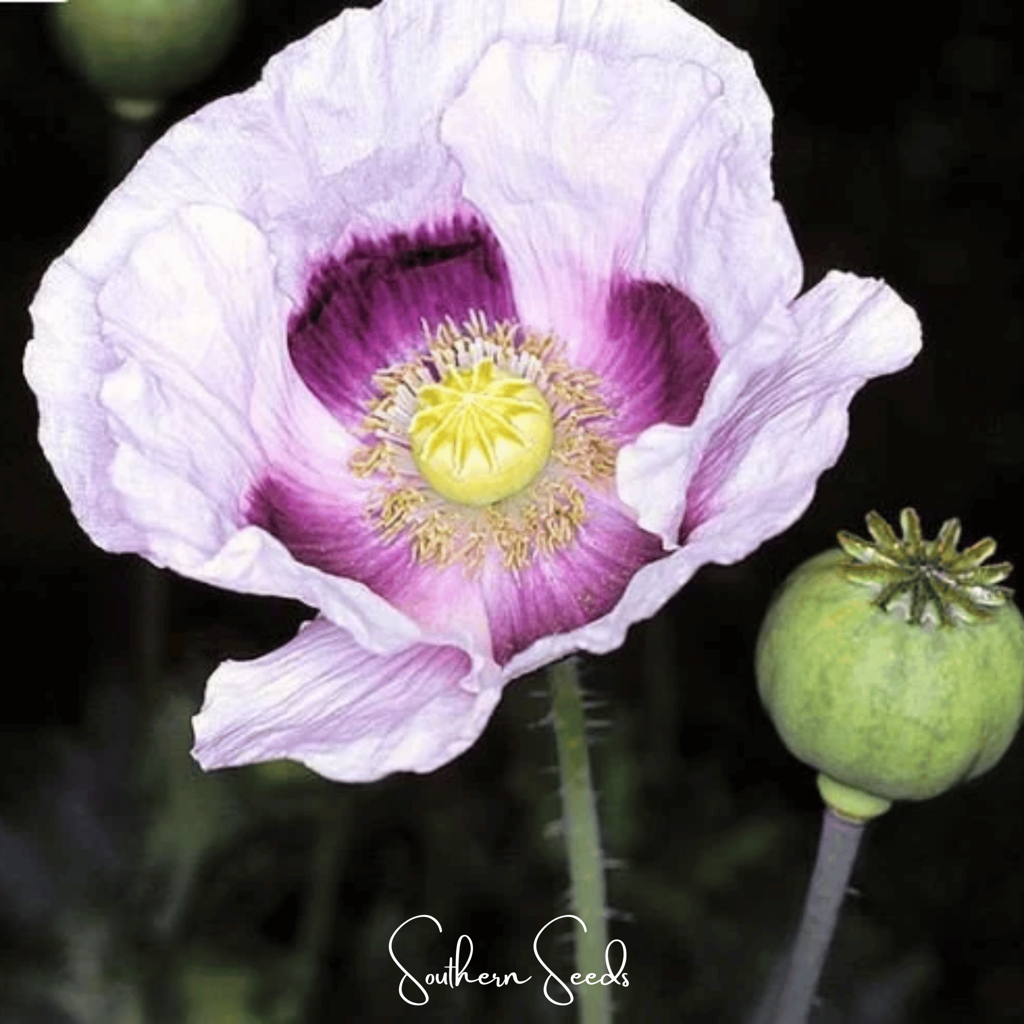 Blue Moon Poppy – 250 Seeds