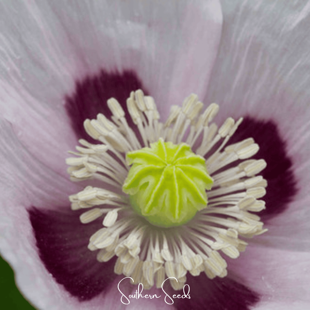 Blue Moon Poppy – 250 Seeds