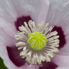 Blue Moon Poppy – 250 Seeds
