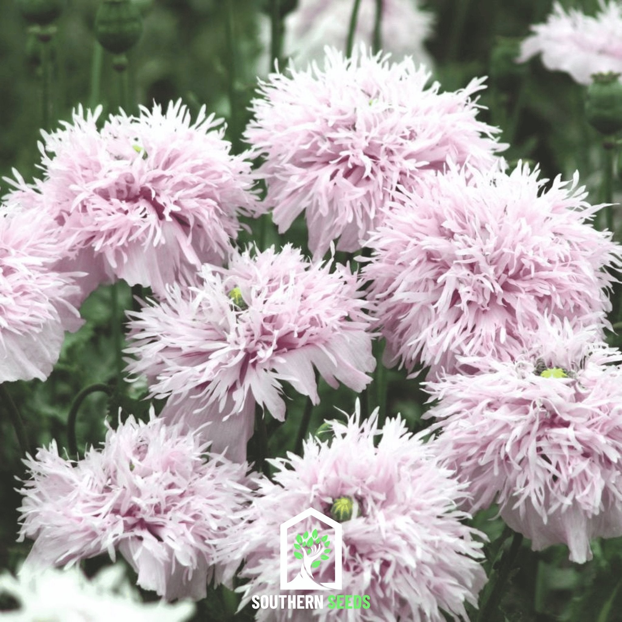 Lilac Pompon Poppy – 100 Seeds