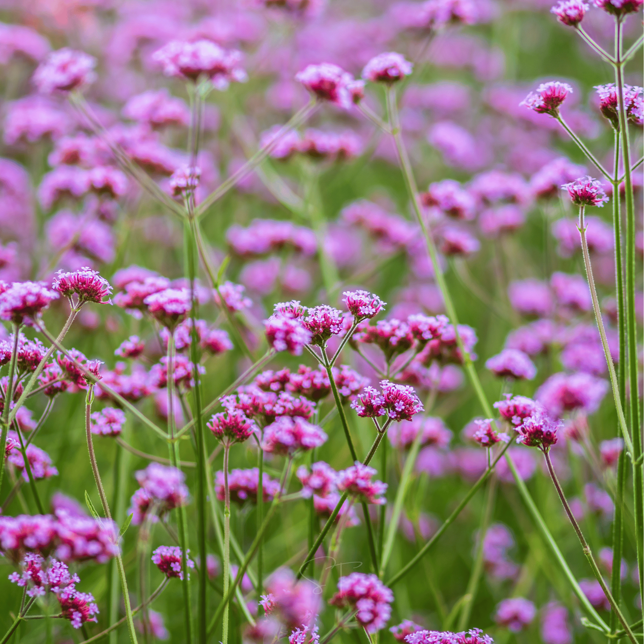 Purple Top Vervain – 100 Seeds