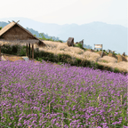 Purple Top Vervain – 100 Seeds