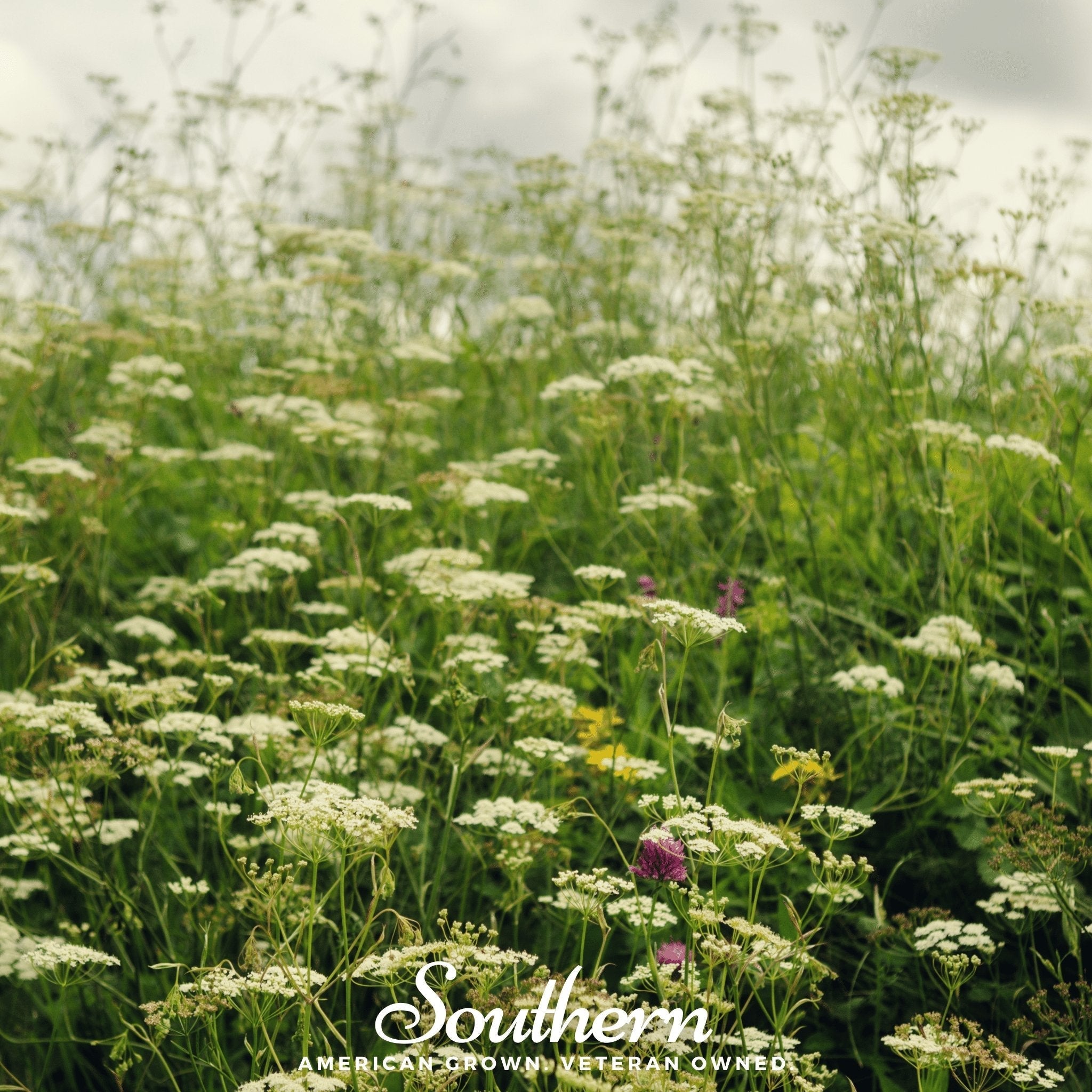 planting queen anne's lace seeds Queen Anne's Lace – 100 Seeds – Jug Sow