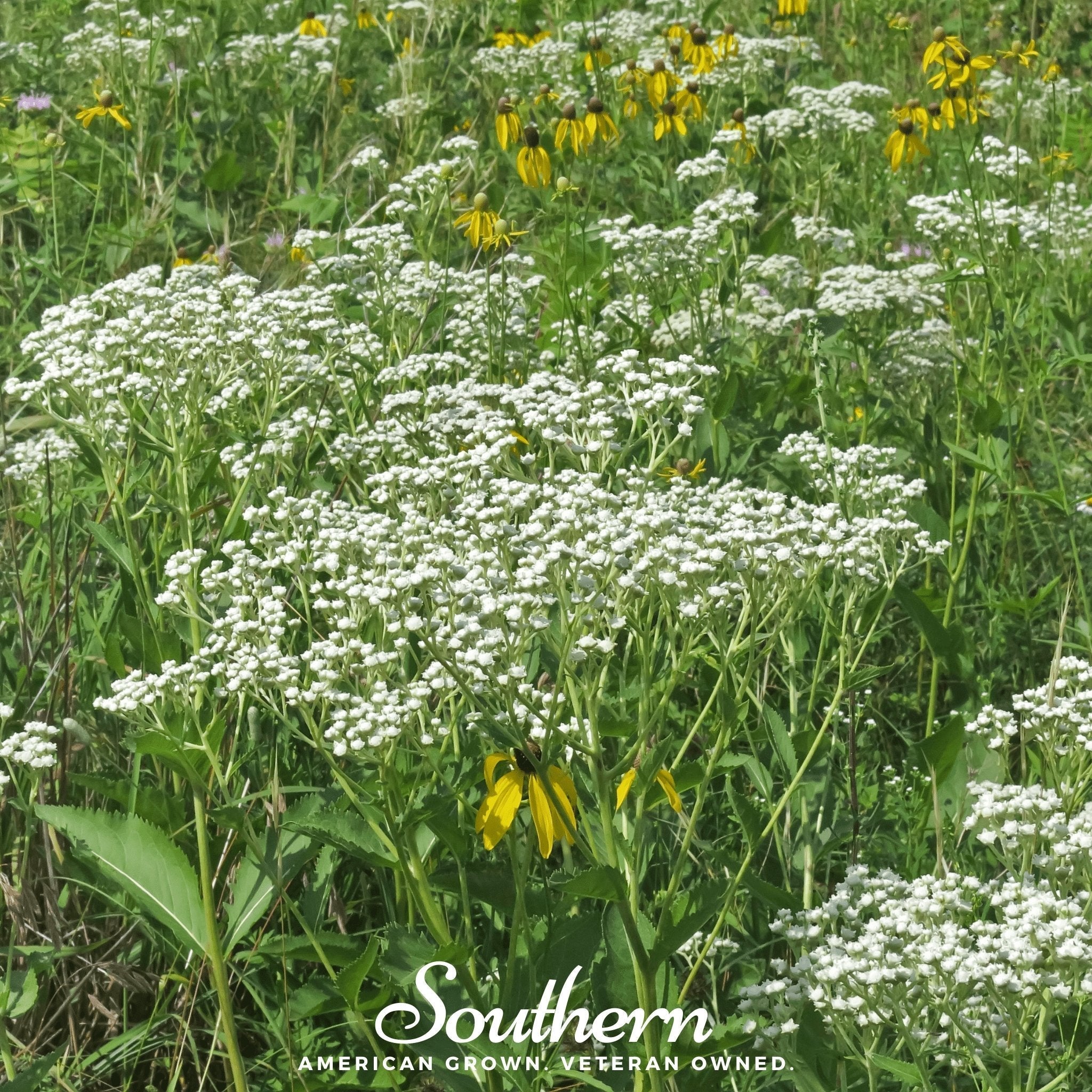 Wild Quinine – 50 Seeds