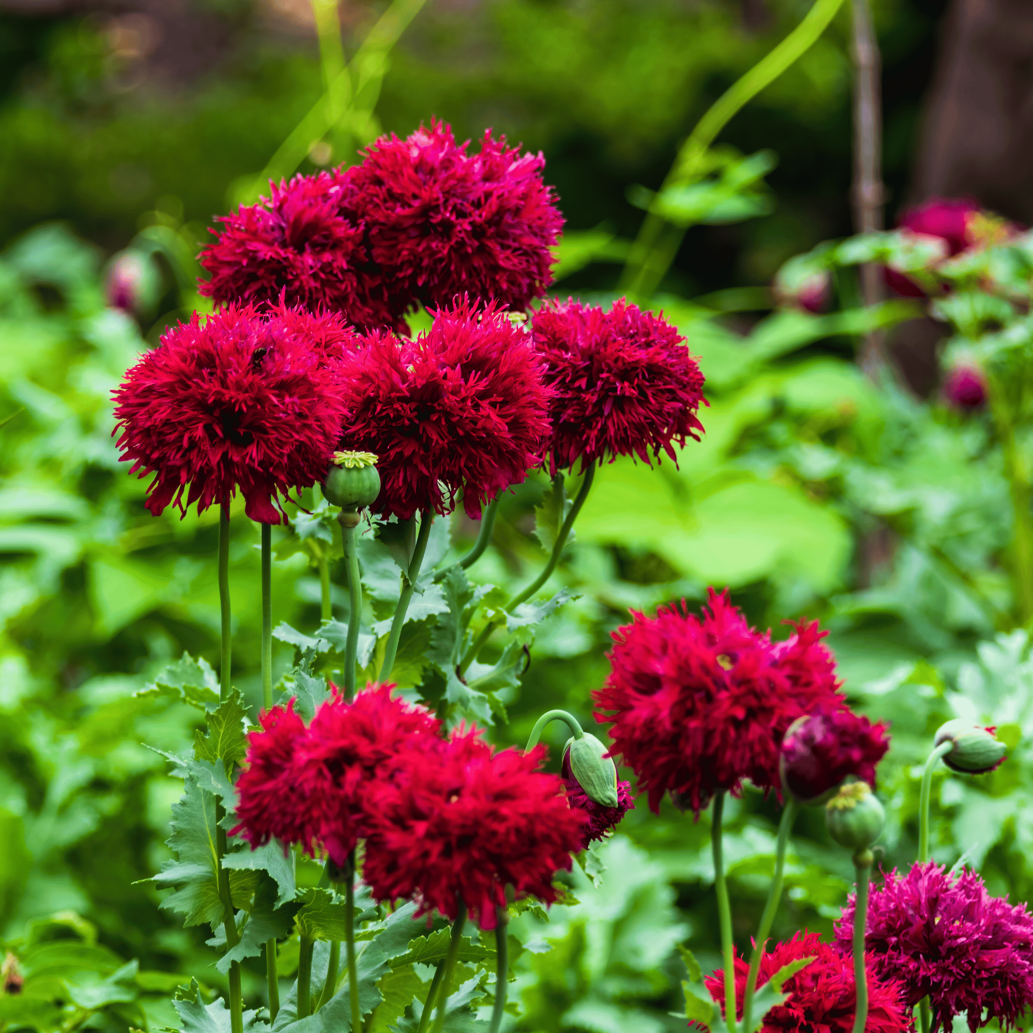 Red Peony Poppy – 100 Seeds