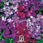 Royal Rockcress Mix – 100 Seeds