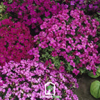 Royal Rockcress Mix – 100 Seeds