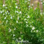 Winter Savory – 100 Seeds