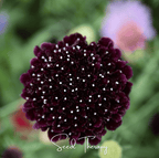 Black Knight Scabiosa – 30 Seeds