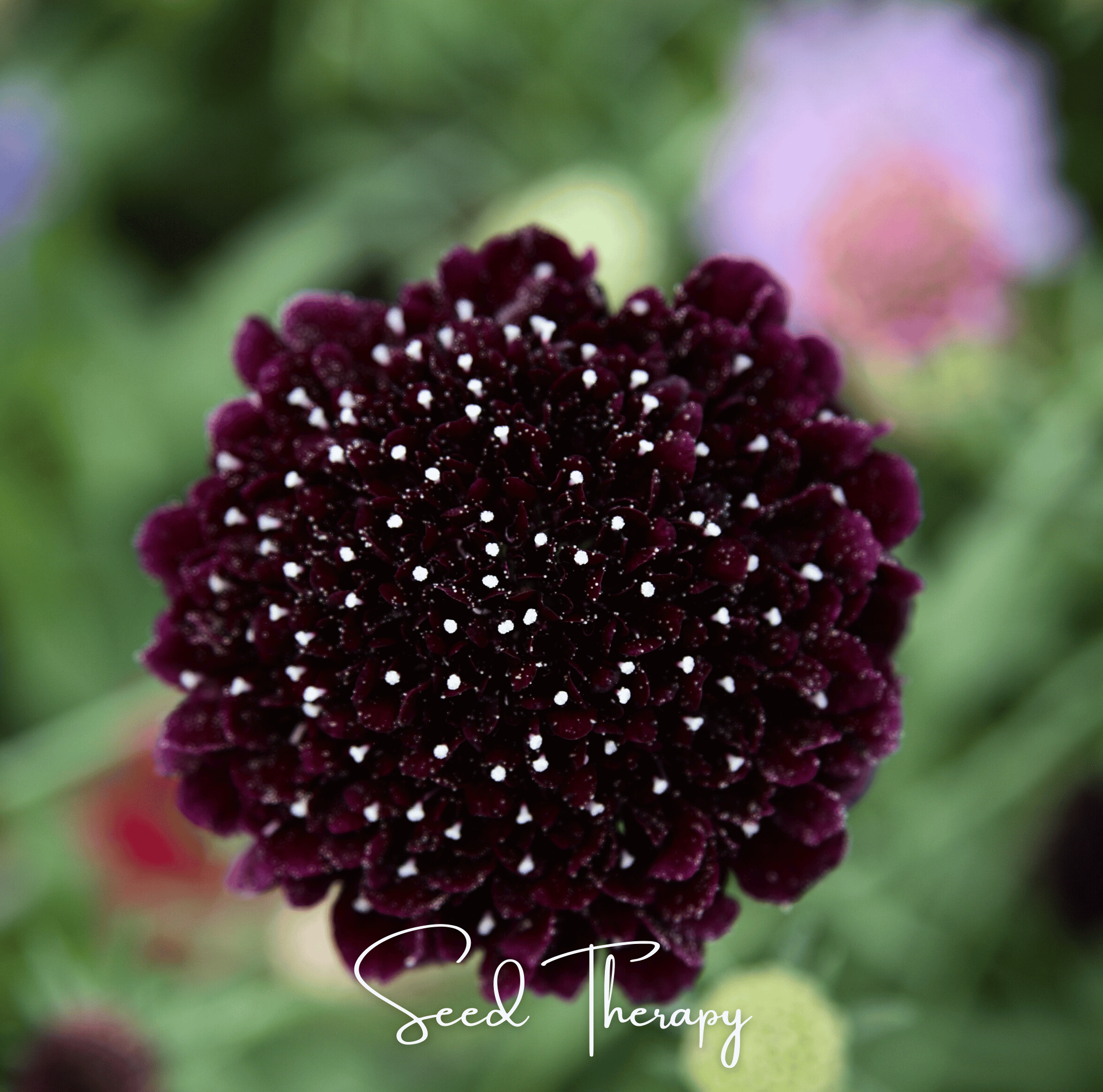 Black Knight Scabiosa – 30 Seeds