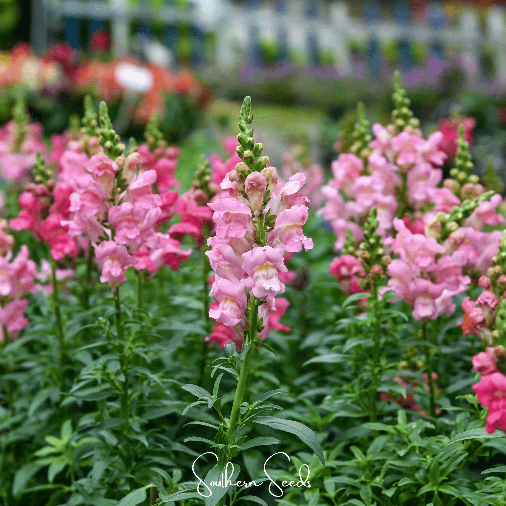 Rose Snapdragon – 200 Seeds