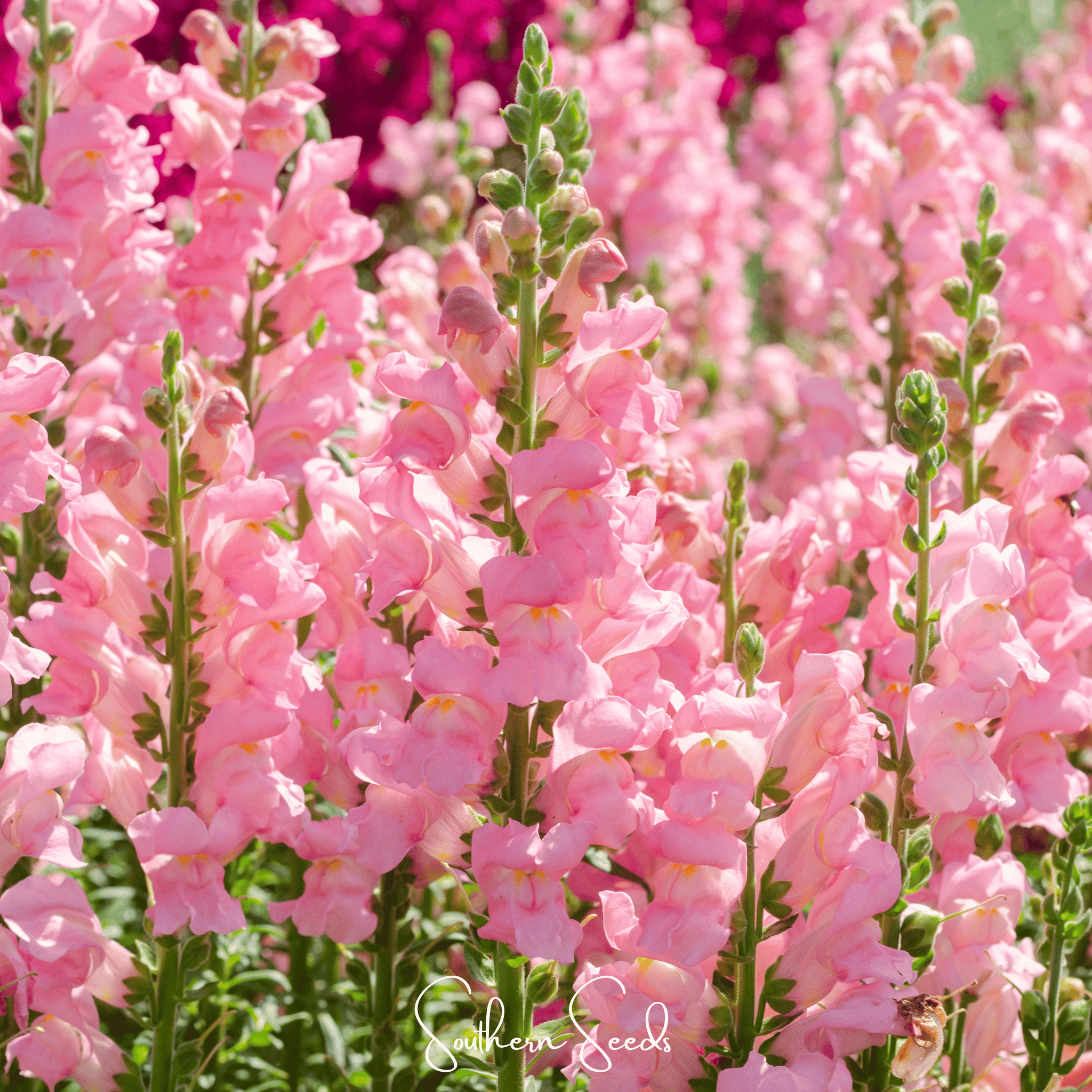 Rose Snapdragon – 200 Seeds