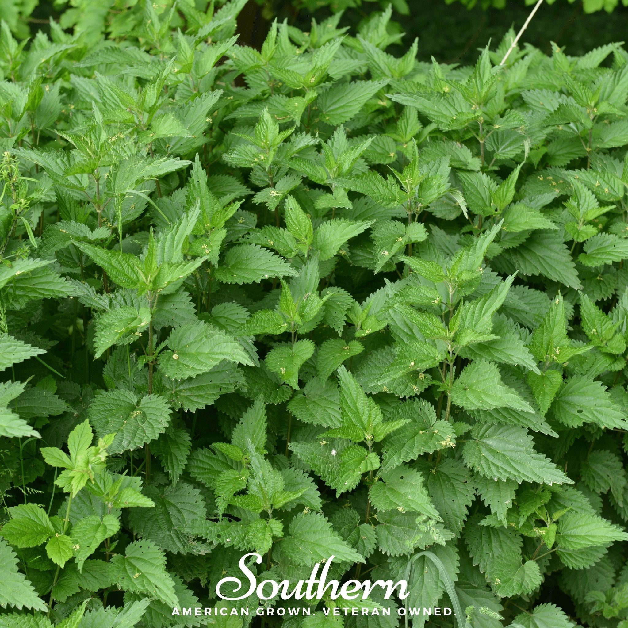 Stinging Nettle – 100 Seeds