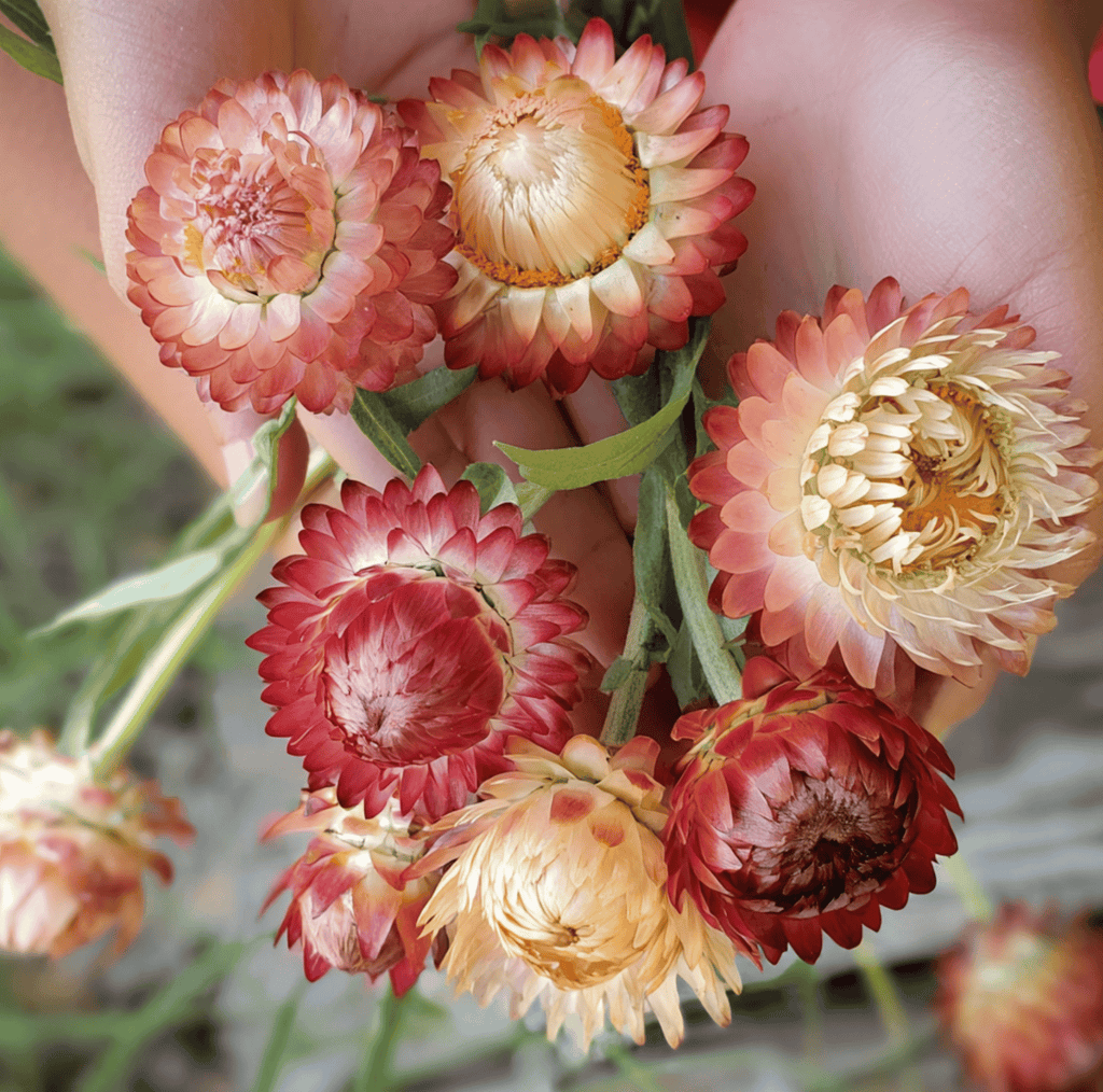 Apricot Peach Strawflower – 25 Seeds