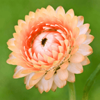 Apricot Peach Strawflower – 25 Seeds