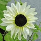 Italian White Sunflower – 25 Seeds