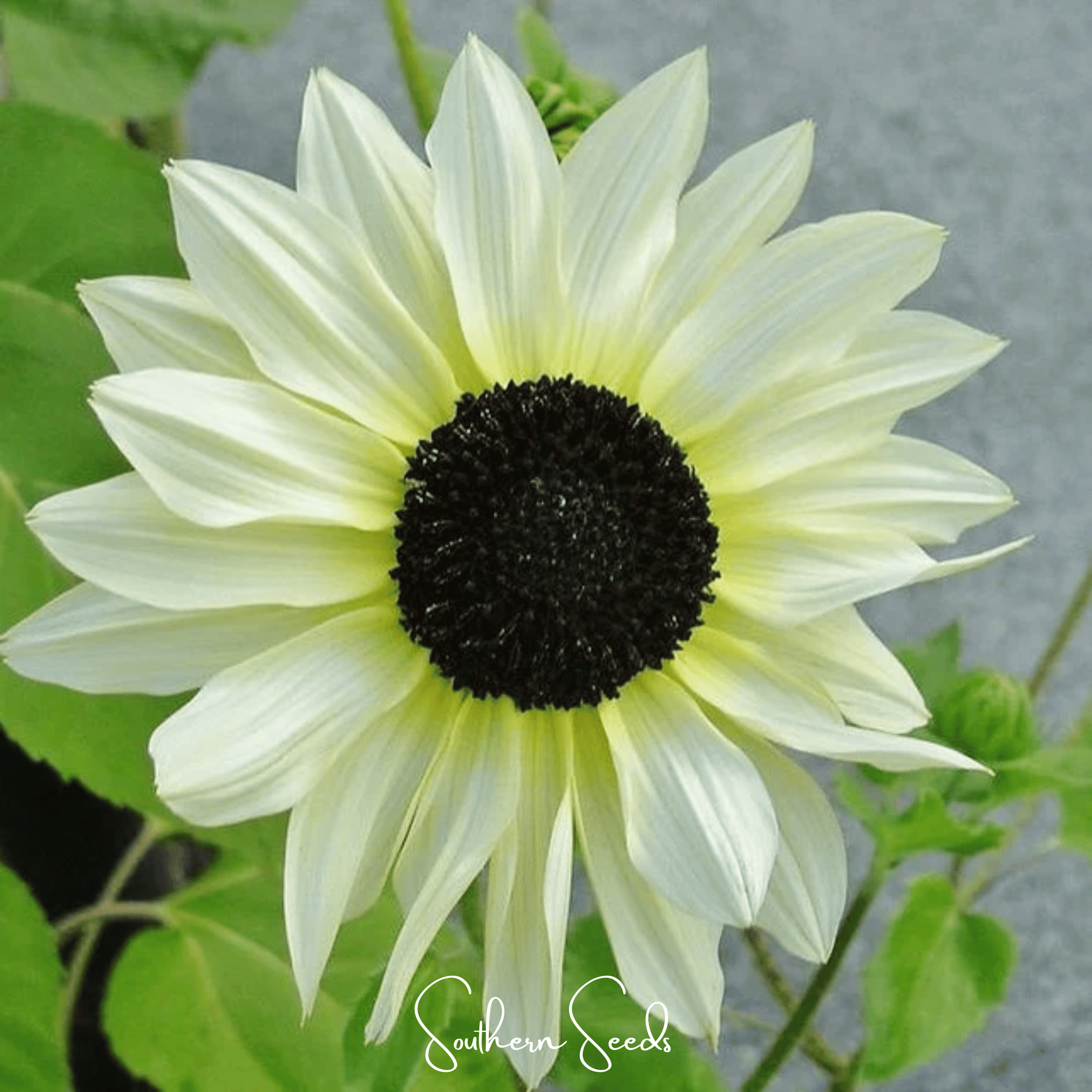 Italian White Sunflower – 25 Seeds