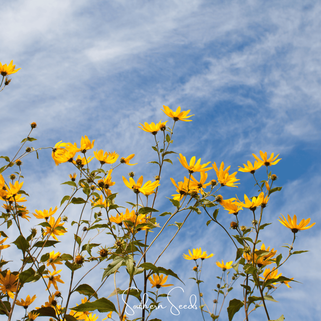 Wild Annual Sunflower – 50 Seeds