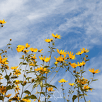 Wild Annual Sunflower – 50 Seeds