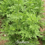 Sweet Annie – 50 Seeds