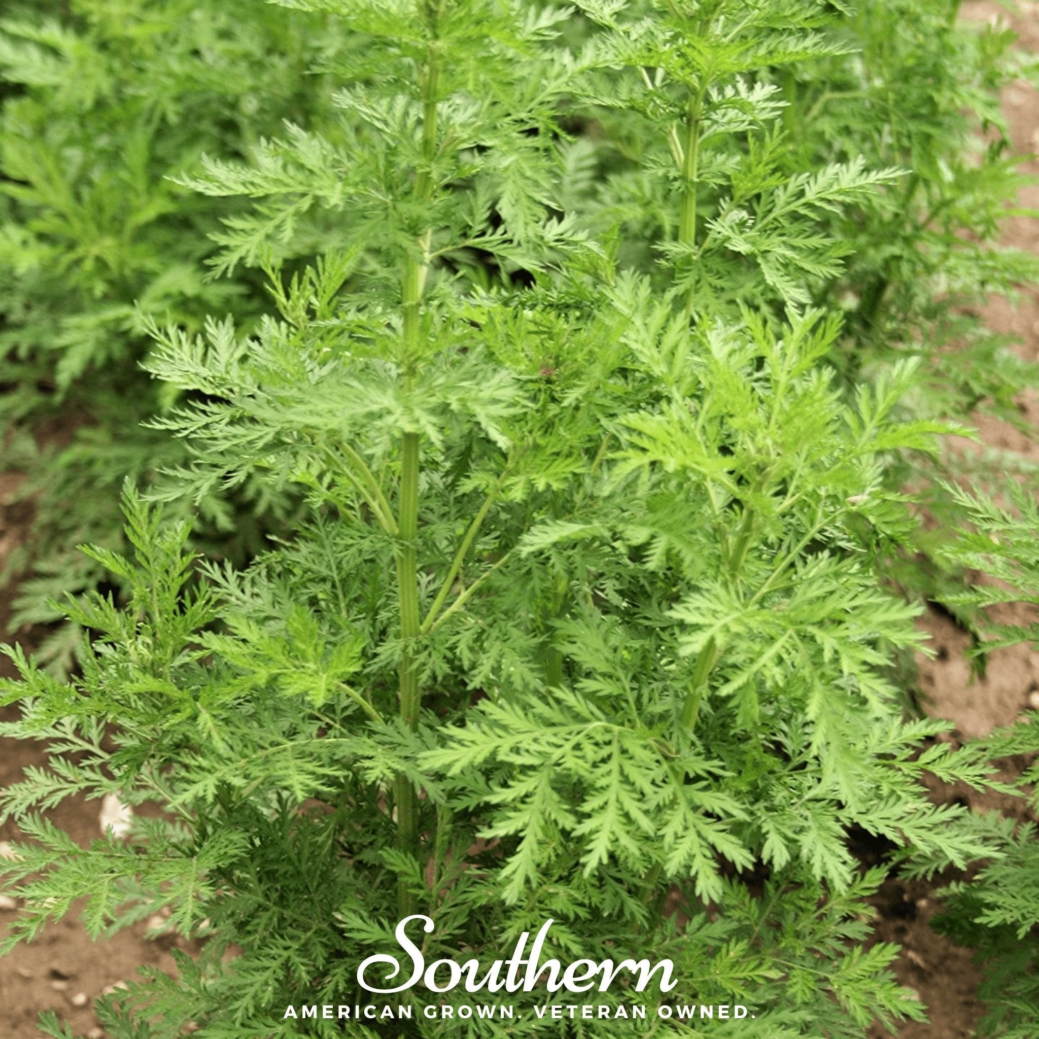 Sweet Annie – 50 Seeds