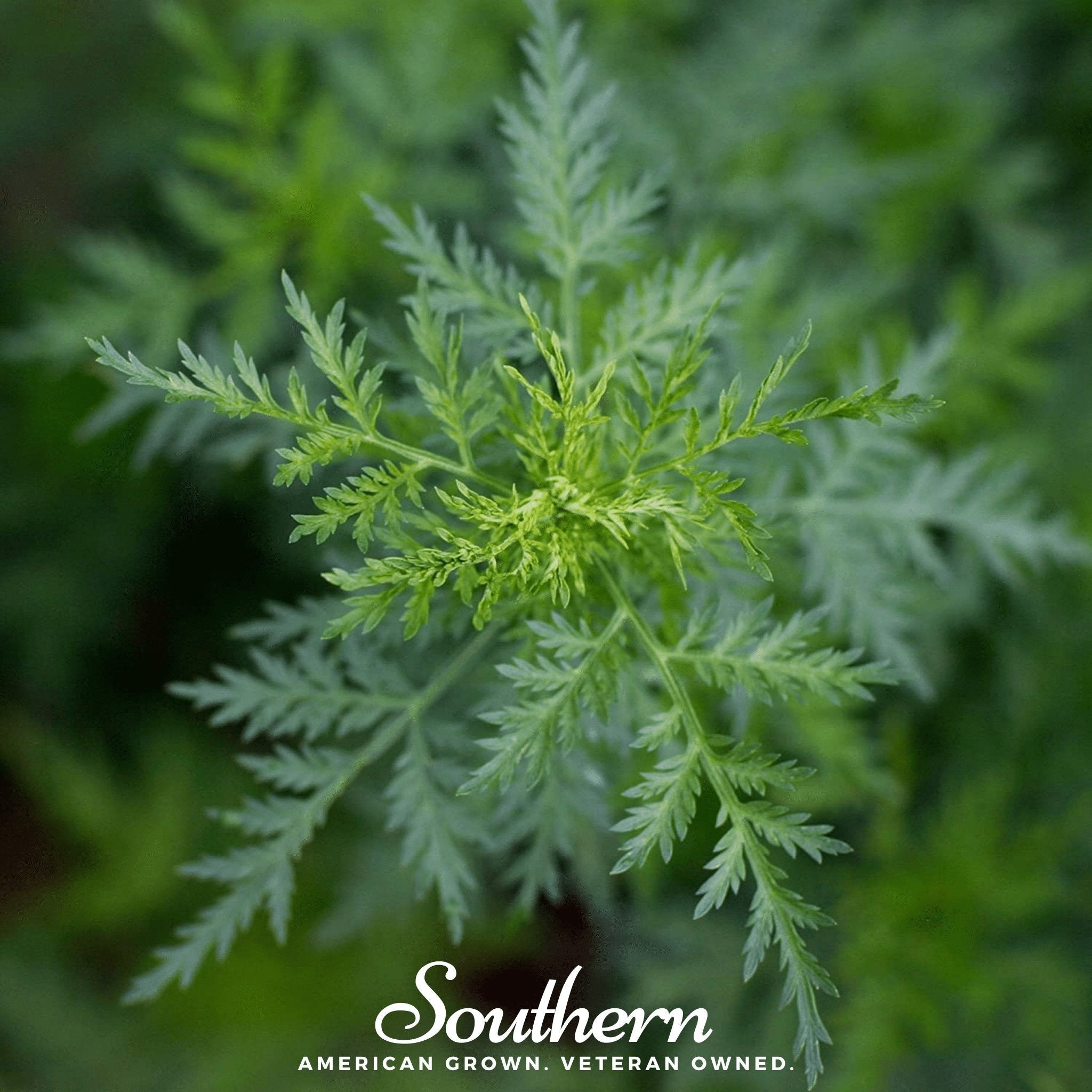 Sweet Annie – 50 Seeds
