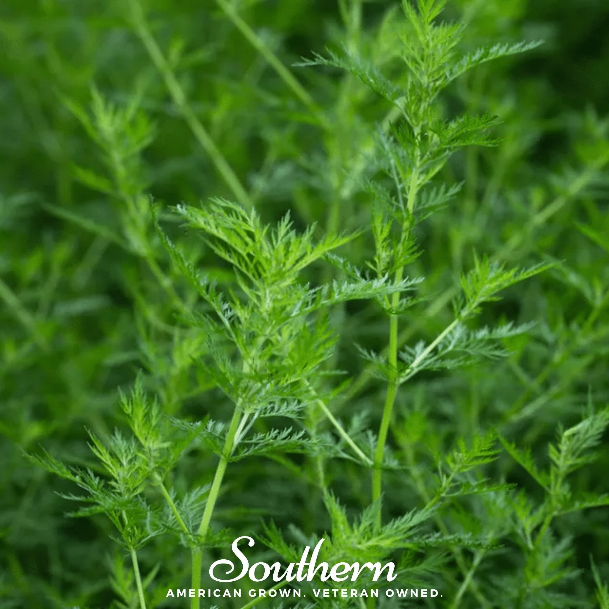 Sweet Annie – 50 Seeds