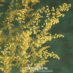 Sweet Annie – 50 Seeds