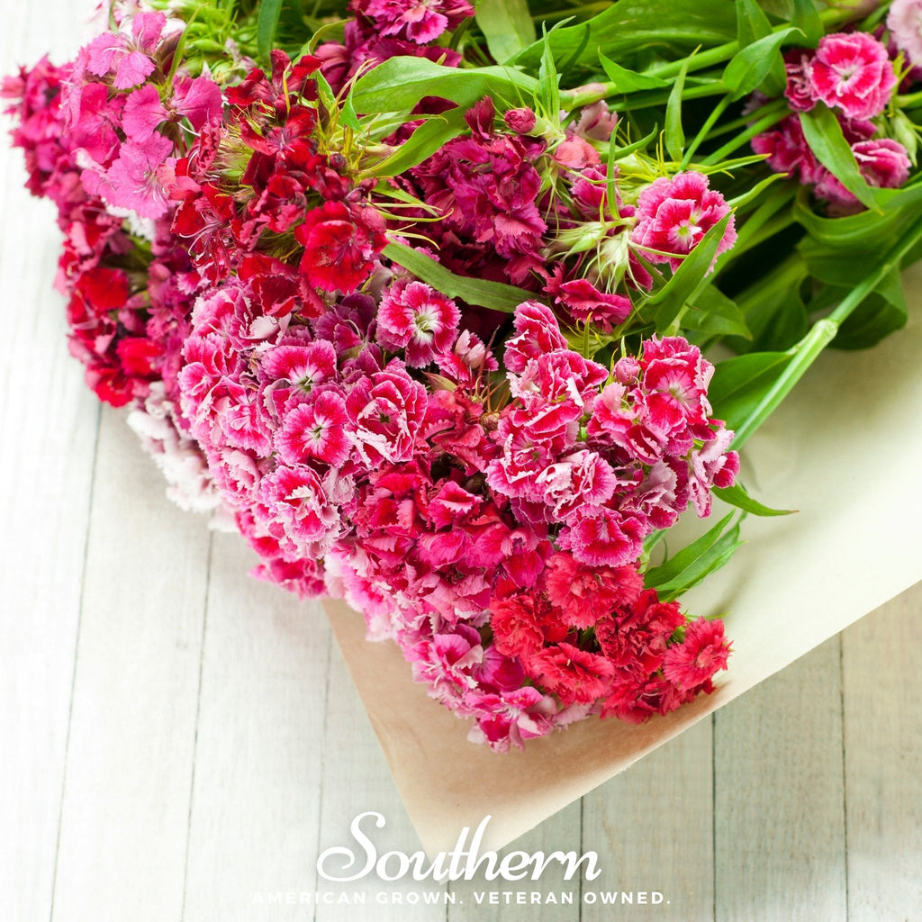 Sweet William (Dianthus) – 250 Seeds
