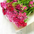 Sweet William (Dianthus) – 250 Seeds