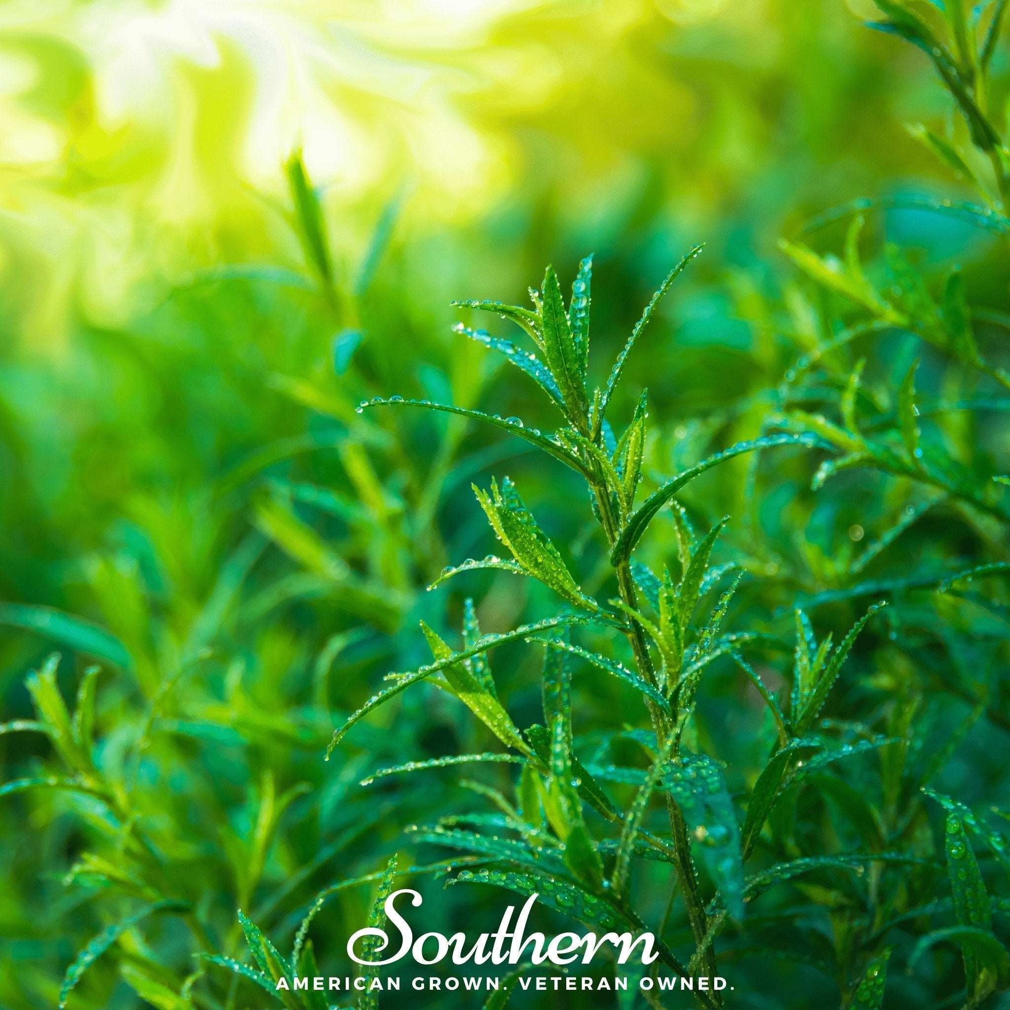 Tarragon – 300 Seeds