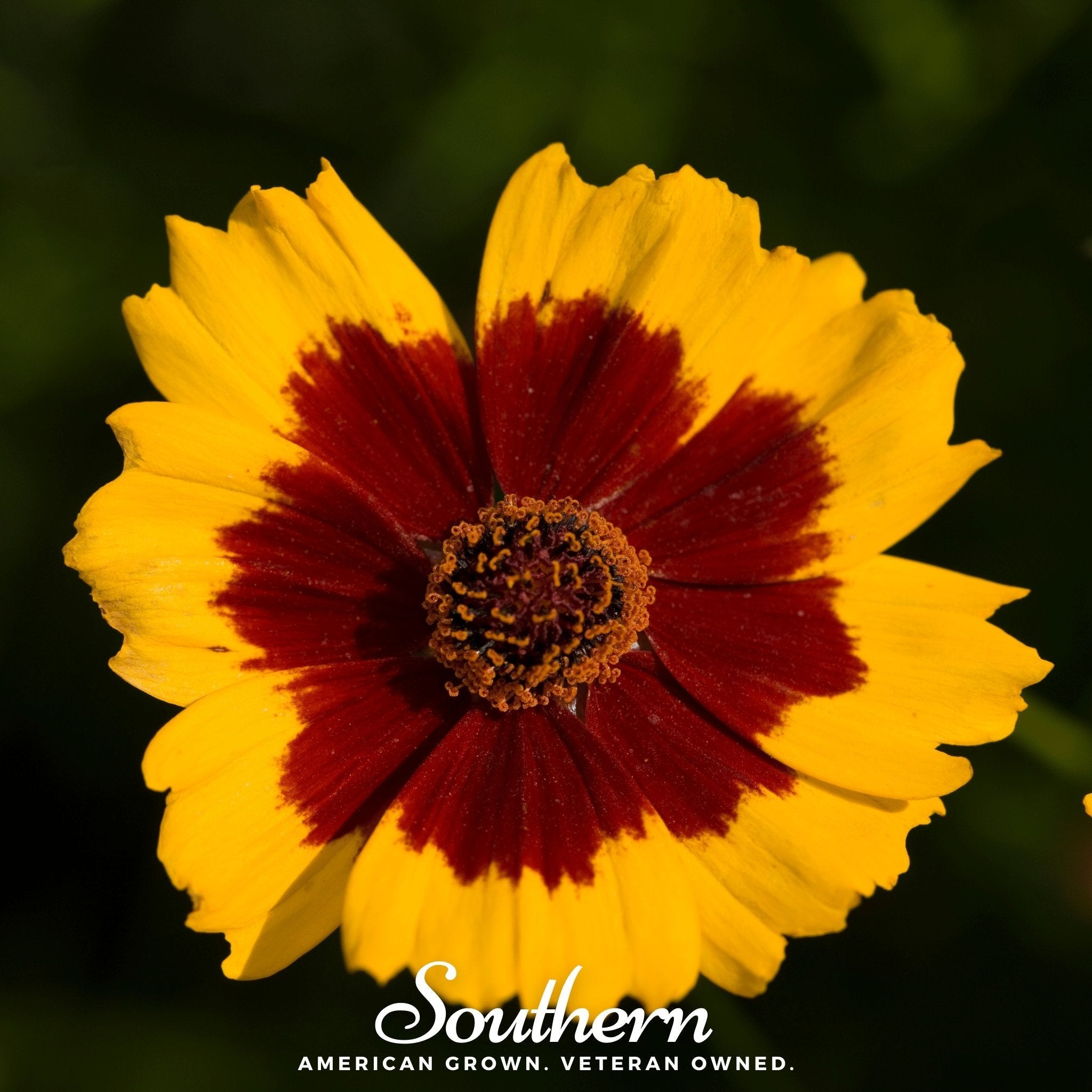 Golden Wave Tickseed – 100 Seeds