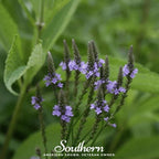 Blue Vervain – 100 Seeds
