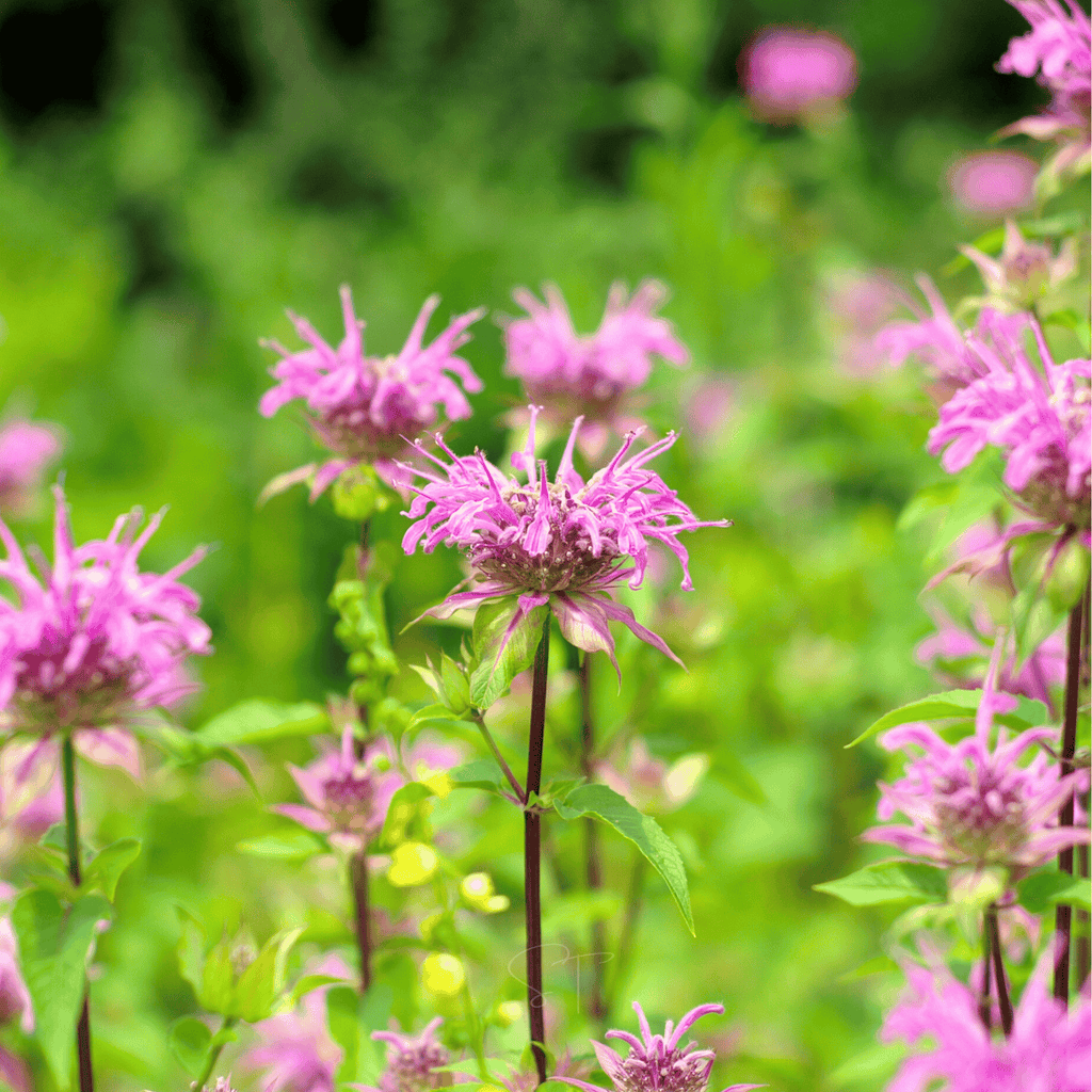 Wild Bergamot Bee Balm (Mintleaf) – 100 Seeds