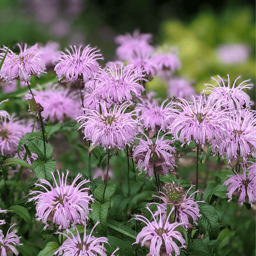 Wild Bergamot Bee Balm (Mintleaf) – 100 Seeds