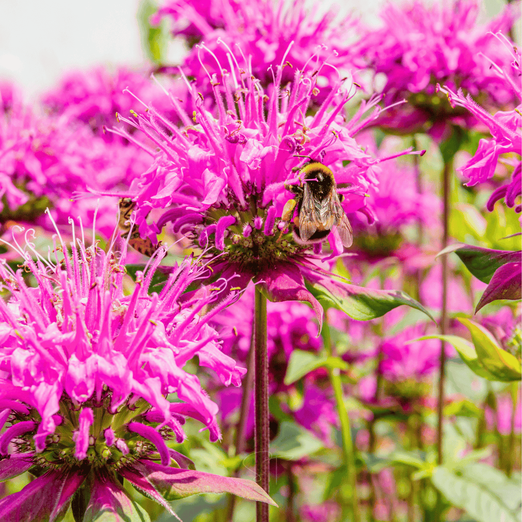 Wild Bergamot Bee Balm (Mintleaf) – 100 Seeds