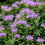 Wild Bergamot Bee Balm (Mintleaf) – 100 Seeds