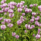 Wild Bergamot Bee Balm (Mintleaf) – 100 Seeds