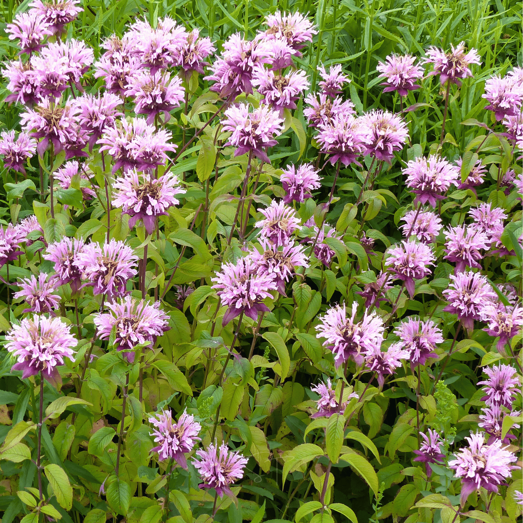Wild Bergamot Bee Balm (Mintleaf) – 100 Seeds
